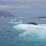 Sea lion resting on iceberg at Jökulsárlón