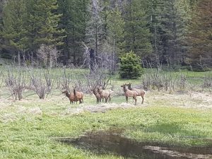 Elk sighting in Rocky Mountain National Park