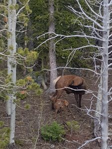 Baby elk, just 5 hours old (Rocky Mountain National Park)