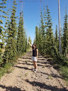 When in Oregon, run through hops fields...