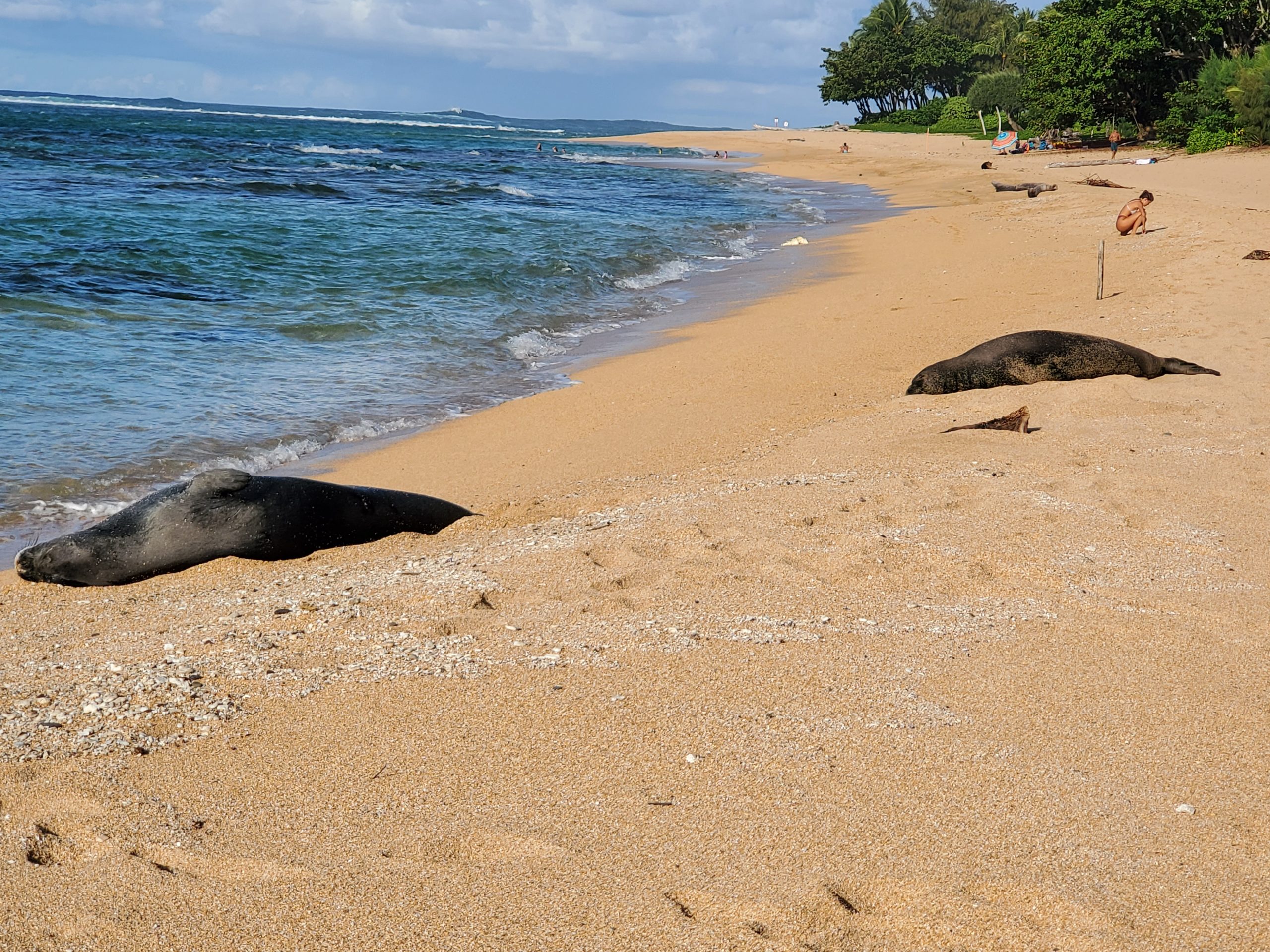 Monk seals at Tunnels Beach