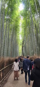 Kyoto's Arashiyama Bamboo Forest