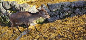 Wild deer of Miyajima